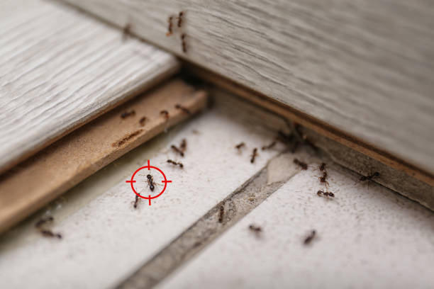 Best Local Pest Control Services  in Stuart, IA