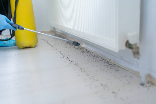 Best Ant Control Services  in Stuart, IA