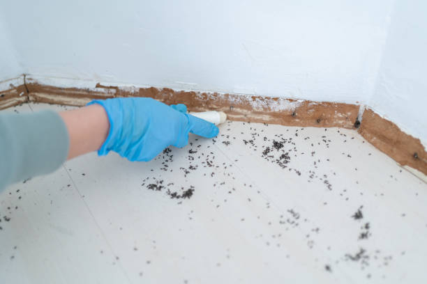 Best Emergency Pest Control  in Stuart, IA